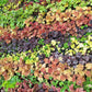 1200 Mixed Colors CORAL BELLS HEUCHERA Shade Flower Seeds