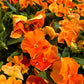 50 ORANGE SUN PANSY Swiss Giant Viola Wittrockiana Flower Seeds