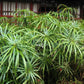 50 UMBRELLA PLANT CYPERUS Alternifolius Papyrus Grass Umbrella Palm Flower Seeds