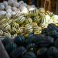 15 HEART Of GOLD Acorn SQUASH Winter Cucurbita Pepo Vegetable Seeds
