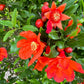 25 POMEGRANATE TREE Punica Granatum Red Fruit Seeds