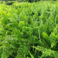 1500 Western SWORD FERN Giant Holly Swordfern Polystichum Munitum Aspidium Solitarium Spores Seeds