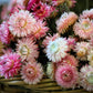 100 TALL Double MIXED Colors STRAWFLOWER Xerochrysum Bracteatum Helichrysum Monstrosum Flower Seeds