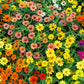 250 Mixed Colors CLASSIC ZINNIA Linearis Angustifolia Narrow Leaf Creeping Mexican Flower Seeds