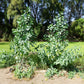 250 TREE TOBACCO Nicotiana Glauca Yellow Trumpet Flower Herb Shrub Seeds