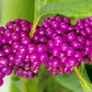 40 American PURPLE BEAUTYBERRY Shrub Flower Callicarpa Americana Seeds