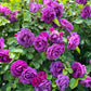 5 PURPLE ROSE Rosa Floribunda Bush Shrub Perennial Flower Seeds