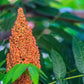 75 SMOOTH SUMAC TREE Red Berries Rhus Glabra Borealis Seeds