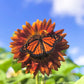 100 Mixed EVENING COLORS SUNFLOWER Helianthus Annuus Orange Red Gold Flower Seeds