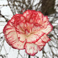 50 Avranchin RED & WHITE CARNATION Dianthus Caryophyllus Chabaud Flower Seeds
