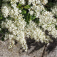 35 EUROPEAN PRIVET HEDGE Common Wild Ligustrum Vulgare Flower Shrub Seeds