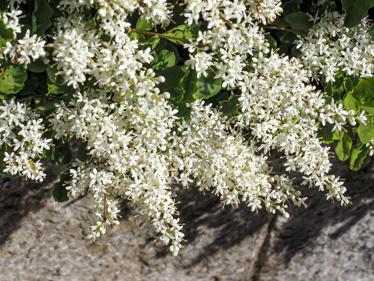 35 EUROPEAN PRIVET HEDGE Common Wild Ligustrum Vulgare Flower Shrub Seeds