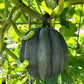 50 TABLE KING Acorn SQUASH Winter or Summer Cucurbita Maxima Vegetable Seeds