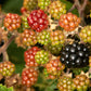 25 TRAILING BLACKBERRY Pacific Rubus Ursinus Vining Shrub Fruit Berry Seeds