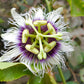 10 YELLOW PASSION FRUIT Vine Passiflora Edulis Flavicarpa Golden Passionfruit Purple & White Flower Seeds
