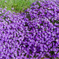500 PURPLE ROCKCRESS Rock Cress Aubrieta Deltoidea Flower Seeds