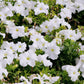 25 WHITE PETUNIA Grandiflora Flower Seeds