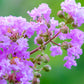 50 MIXED CREPE MYRTLE Lagerstroemia Indica Tree Shrub Crape  6 Color Mix - Red, Purple, Light Pink, Dark Pink, White, & Lilac Flower Seeds