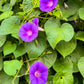 100 GRANDPA OTT MORNING GLORY Ipomoea Purpurea Flower Vine Seeds
