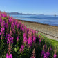 300 FIREWEED / ROSEBAY (Great Willowherb) Epilobium Angustifolium Flower Seeds