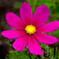 300 Wine Red TETRA VERSAILLES COSMOS Bipinnatus Hummingbird Flower Seeds
