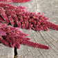 500 MIDNIGHT RED AMARANTHUS Cruentus Amaranth Flower Leaf Vegetable Seeds