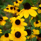 500 BROWN EYED SUSAN Rudbeckia Triloba Flower Seeds