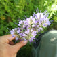 300 PURPLE TANSY Lacy Fiddleneck Phacelia Tanacetifolia Flower Seeds
