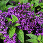 50 Blue MARINE HELIOTROPE Heliotropium Arborescens Flower Seeds