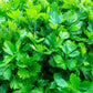 2000 Cutting LEAF CELERY Apium Graveolens Secalinum European Chinese Herb Seeds