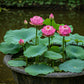 5 BOWL LOTUS Mixed Colors Dwarf Nelumbo Nucifera Aquatic Flower Seeds