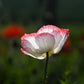1000 PINK & WHITE POPPY Papaver Somniferum Flower Seeds