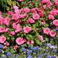 200 ROSE MALLOW MIX (Bush Mallow) Hibiscus Lavatera Trimestris Flower Seeds