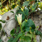 50 MOONFLOWER MORNING GLORY White Moon Flower Ipomoea Alba Flower Vine Seeds