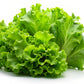 3000 Black Seeded Simpson LEAF LETTUCE Lactuca Sativa Vegetable Seeds