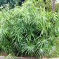 50 UMBRELLA PALM TREE Cyperus Involucratus Papayrus Sedge Seeds