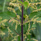 200 STINGING NETTLE Urtica Dioica (aka Common, California, or Bull Nettle / Tread Softly) Flower Seeds
