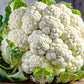 250 SNOWBALL CAULIFLOWER Brassica Oleracea Botrytis Vegetable Seeds