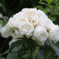 5 WHITE ROSE Rosa Bush Shrub Perennial Flower Seeds