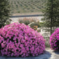 100 PINK PETUNIA Hybrida Pollinator Garden Container Flower Seeds