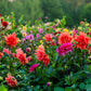 50 EARLY BIRD DAHLIA Mixed Colors Flower Seeds
