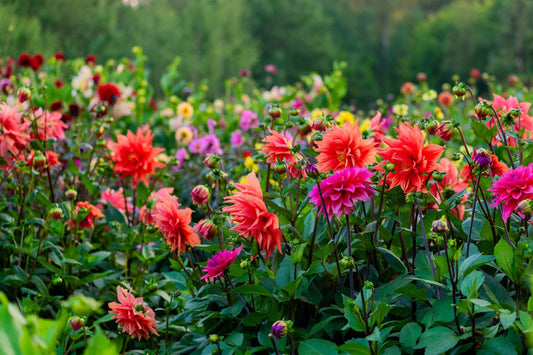50 EARLY BIRD DAHLIA Mixed Colors Flower Seeds