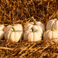 15 WHITE Baby Boo MINI PUMPKIN Miniature Cucurbita Pepo Vegetable Seeds
