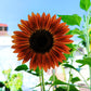 100 AUTUMN BEAUTY SUNFLOWER Helianthus Annuus Flower Seeds