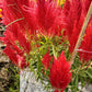100 RED Forest Fire COCKSCOMB CELOSIA Plumosa Seeds