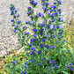 100 Blue VIPERS BUGLOSS Echium Vulgare Blue Flower Seeds