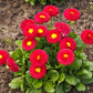 100 RED ENGLISH DAISY Bellis Perennis Double Flower Seeds
