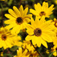 100 SWAMP SUNFLOWER (Narrowleaf Sunflower) Helianthus Angustifolius Flower Seeds