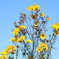 100 SWAMP SUNFLOWER (Narrowleaf Sunflower) Helianthus Angustifolius Flower Seeds