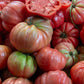 50 Giant BELGIAN PINK TOMATO Huge Pink Skin Lycopersicon Fruit Vegetable Seeds